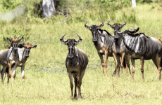 5-Day Tanzania Northern Parks Safari