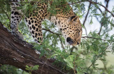 4-Day Midnight Mountain & Masaai Safari