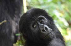 3-Day Ugandan Gorilla Trekking Adventure