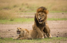 3-Day Nyerere National Park Safari