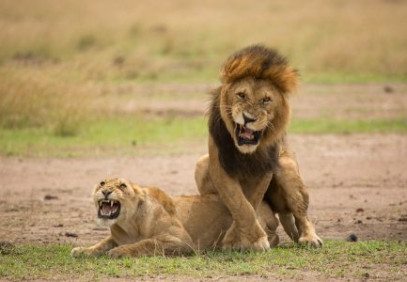 3-Day Nyerere National Park Safari