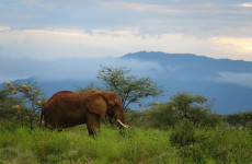 3-Day Amboseli National Park Safari