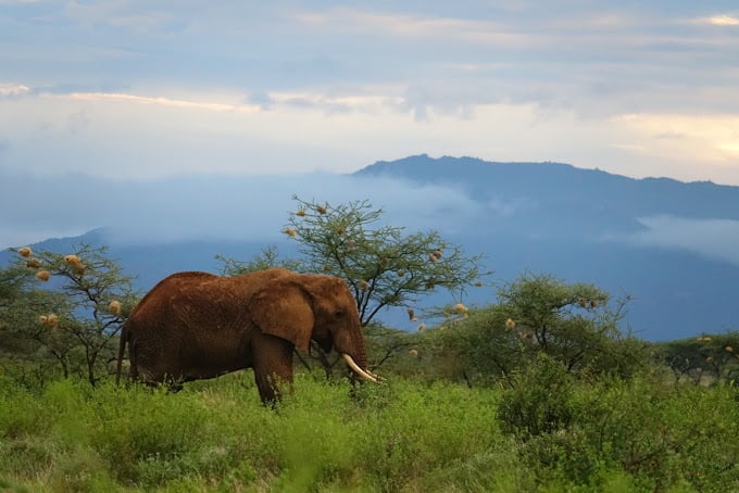 Amboseli Elephant