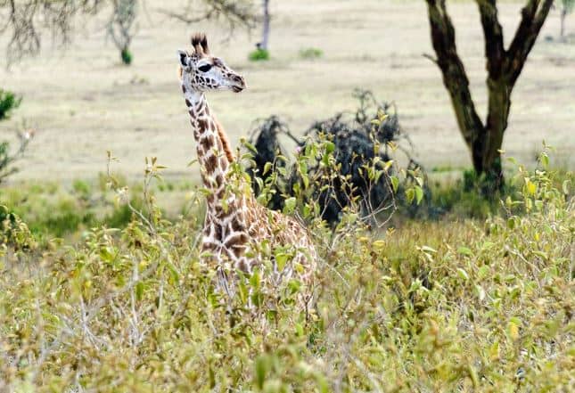 Girrafe In Naivasha