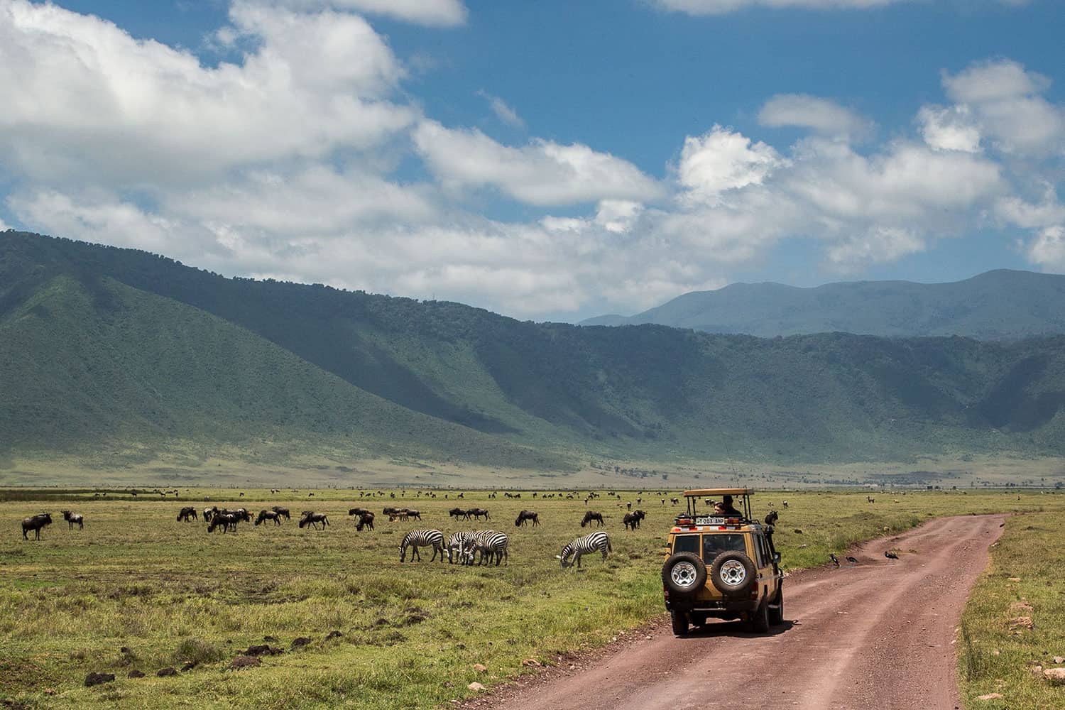 Gibbs Farm Game Drive