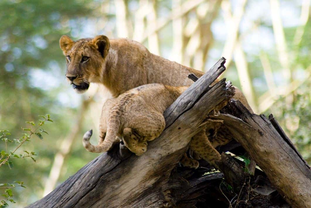 Lake Nakuru Np 2