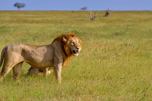 Lion At Tsavo West
