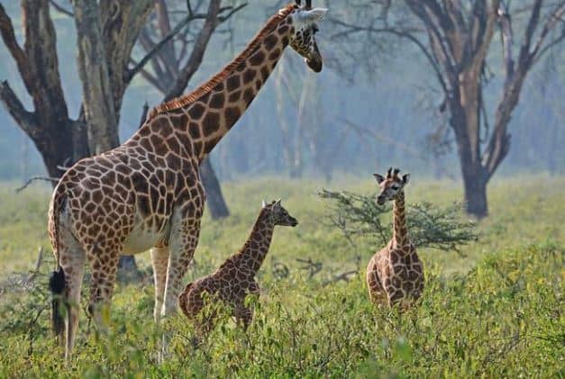 Lake Nakuru National Park 1