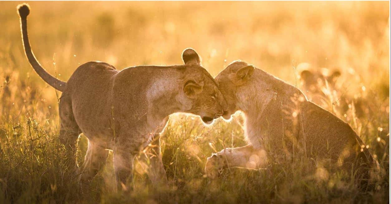 Mara Lions