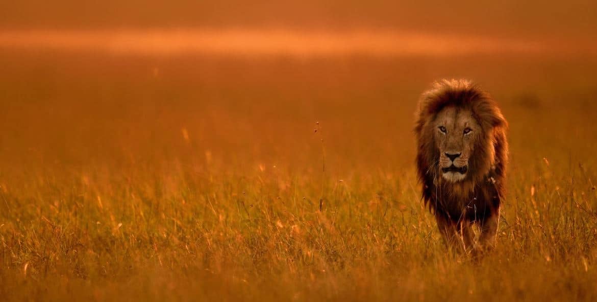 Masai Mara Entime Camp Lion