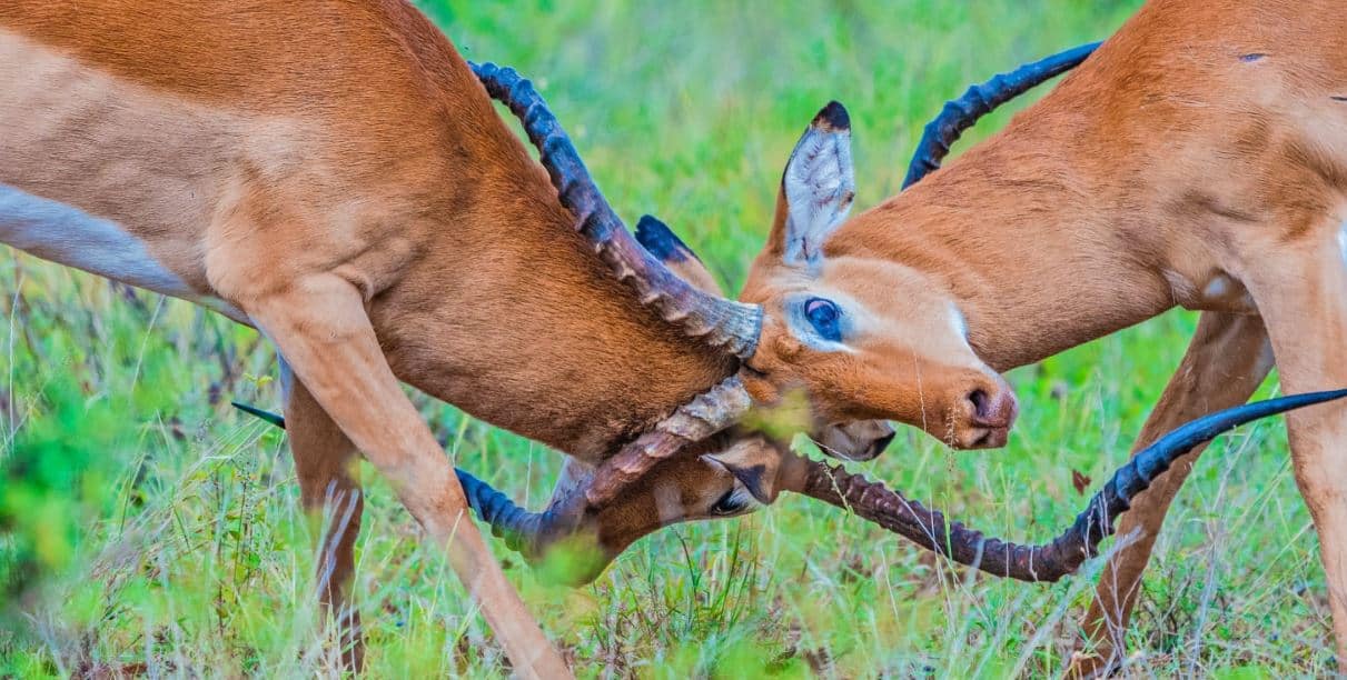 Samburu