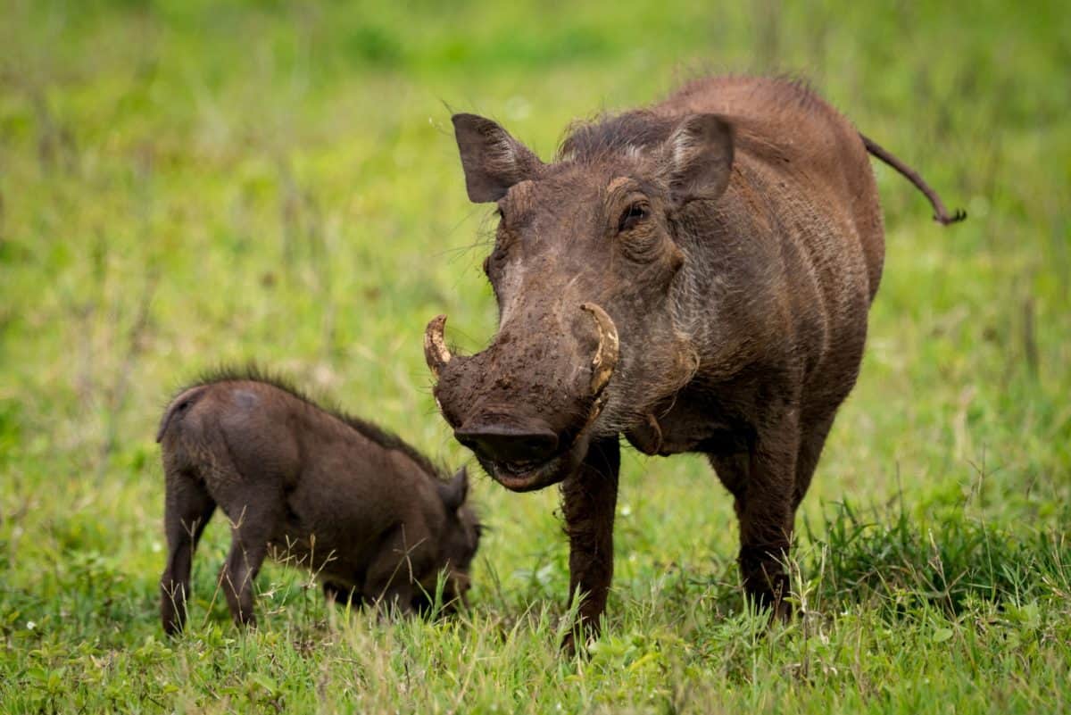 Tanzania Ngorongoro Crater Warthog