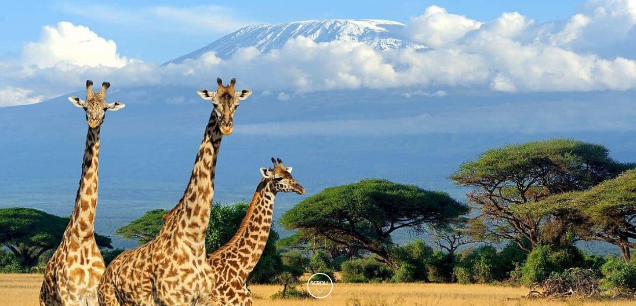 Girrafe Amboseli