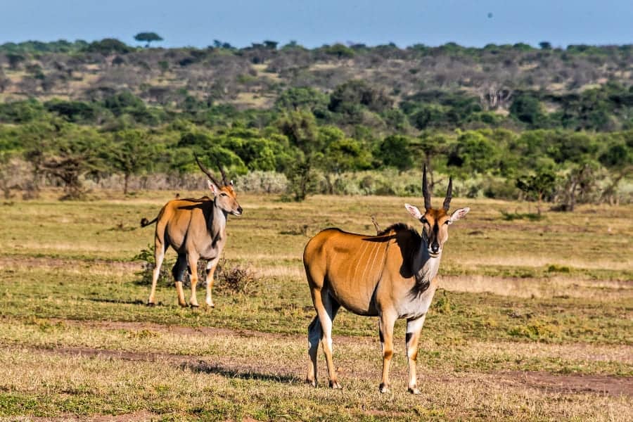 Hartebeests In Masai Mara