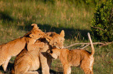5-Day Kenya Wildlife Adventure