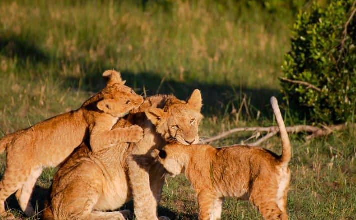 Mara Lions 2