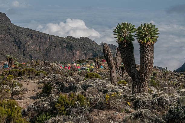The Barranco Campsite On Kilimanjaro With Some Large Senecio Trees On The Right