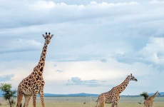 Tarangire National Park Day-Trip