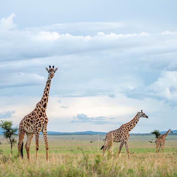 Ngiraffe1