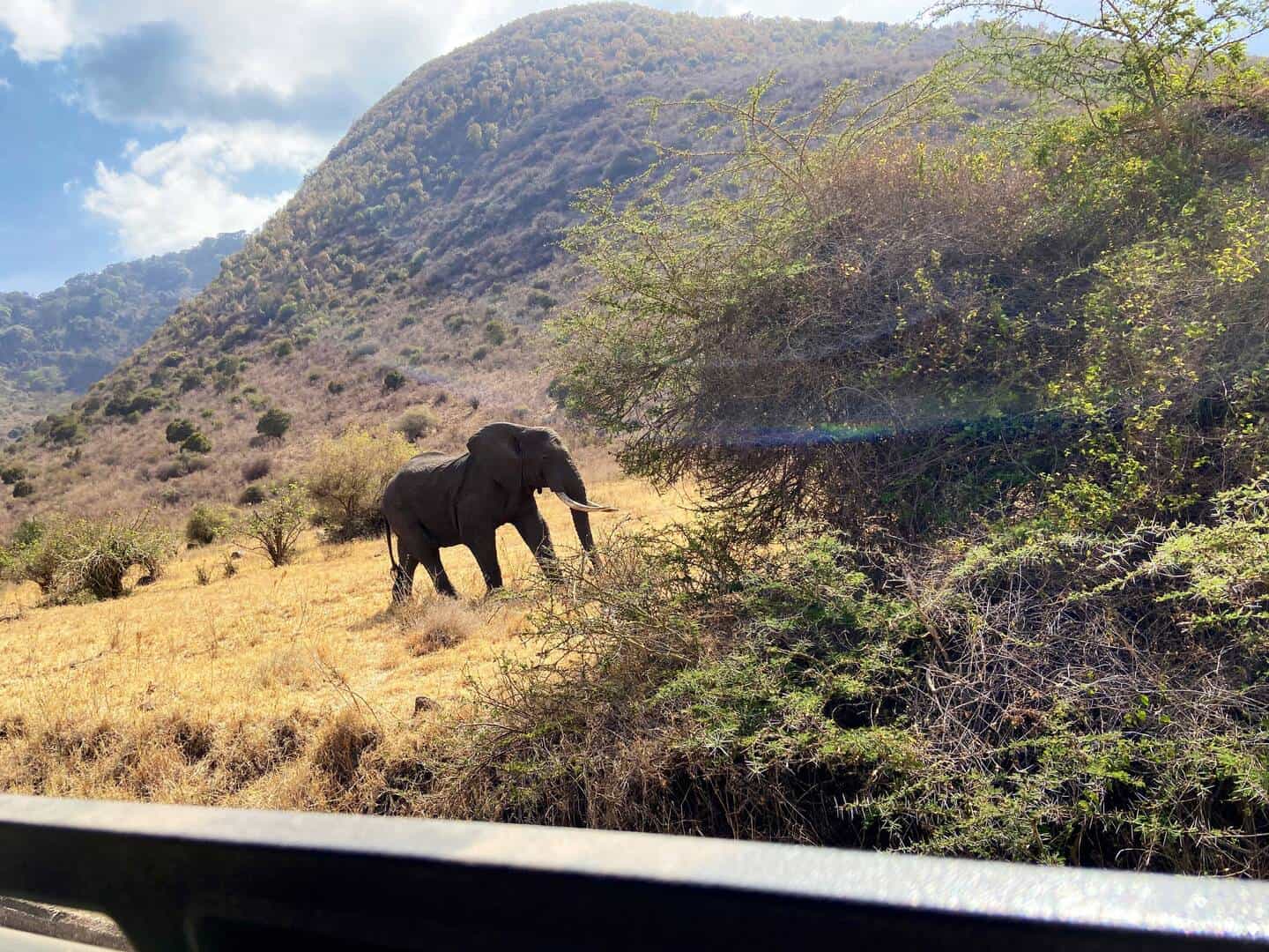 Ngorongoro Ads