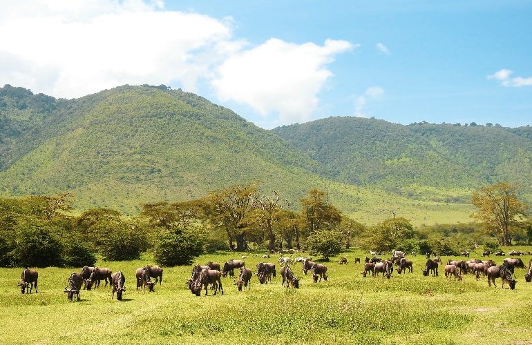 Ngorongoro Crater Day Trip From Arusha Tanzania Safari