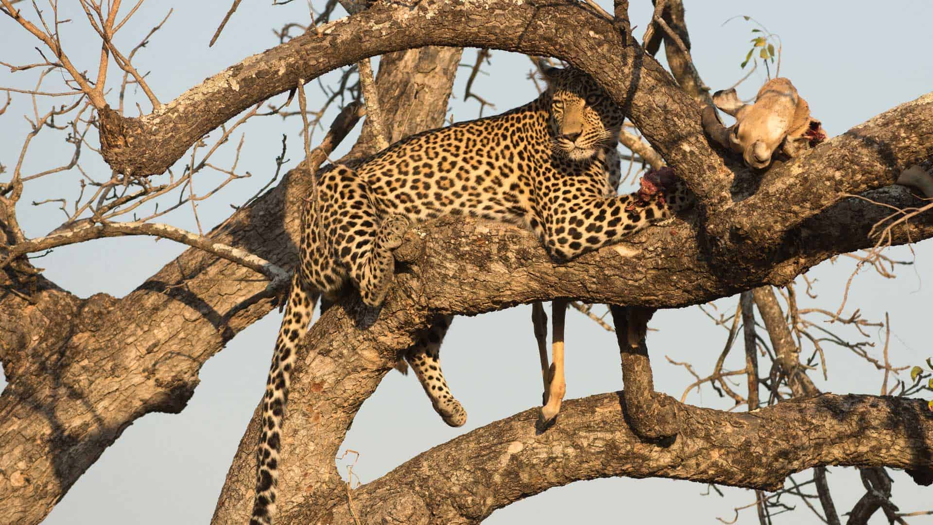 Nws St African Leopard Hunting