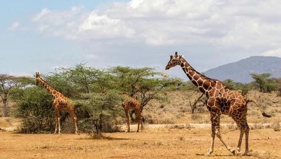 Reticulated Giraffe In Samburu