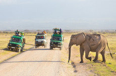 Best 2 Days Tanzania Safari