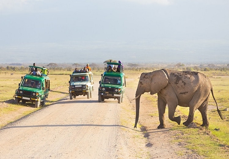 Tourists,in,safari,jeeps,watching,and,taking,photos,of,big
