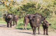 12-Day Uganda Wildlife Safari & Gorilla Trekking