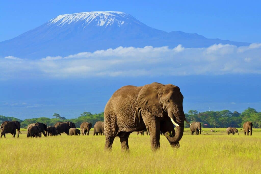 Amboseli National Park 1024x683