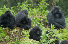 4-Day Bwindi Gorilla Trekking Safari