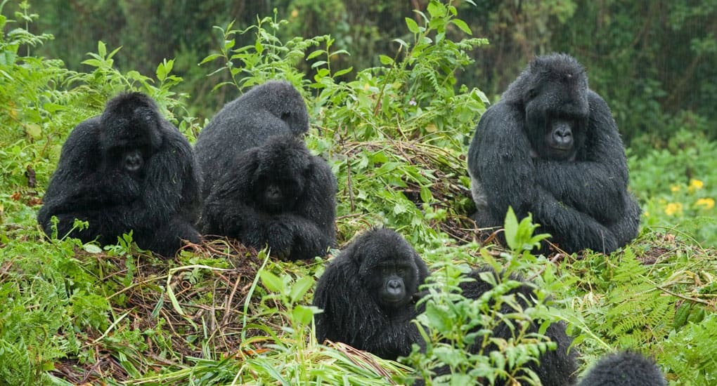 Bwindi Forest