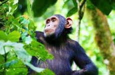 3 Days Chimpanzee Trekking in Uganda Kibale
