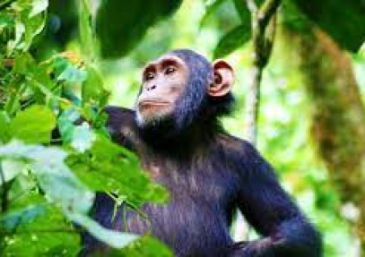 3 Days Chimpanzee Trekking in Uganda Kibale