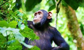 Chimpanzee 1
