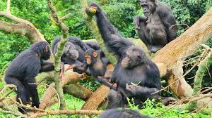 Chimpanzee 9