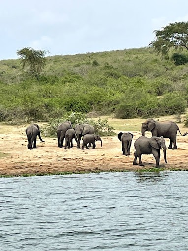 Elephant In Queen Elizabeth National Park