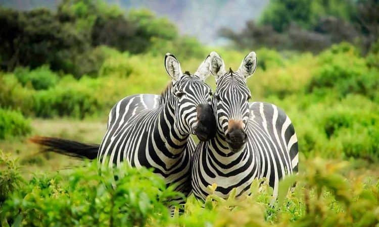 Facts About Lake Mburo