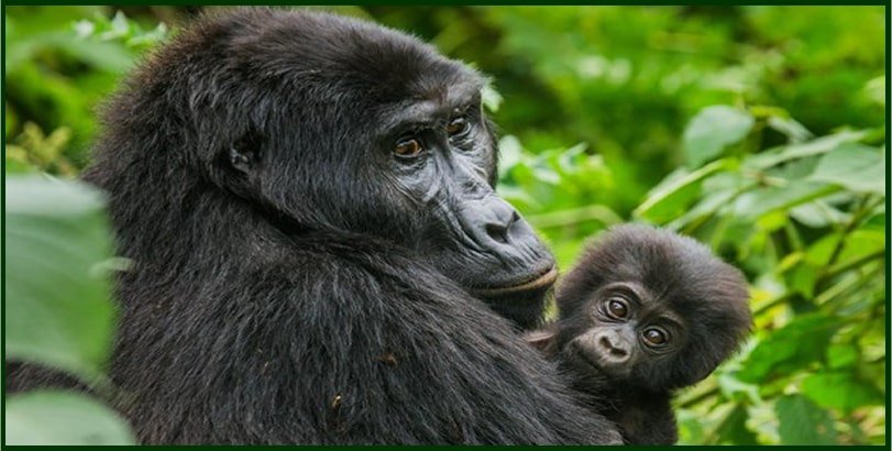 Gorilla