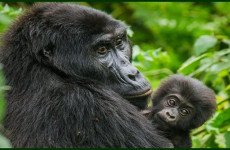 3 Days Uganda Gorilla Safari