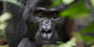 Gorilla