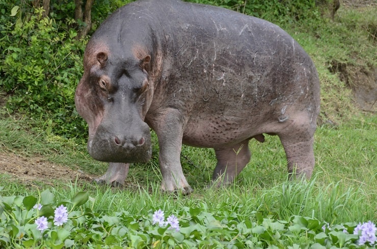 Hippo Lakatosafaris