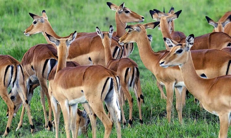 Lake Mburo National Parks 750x450
