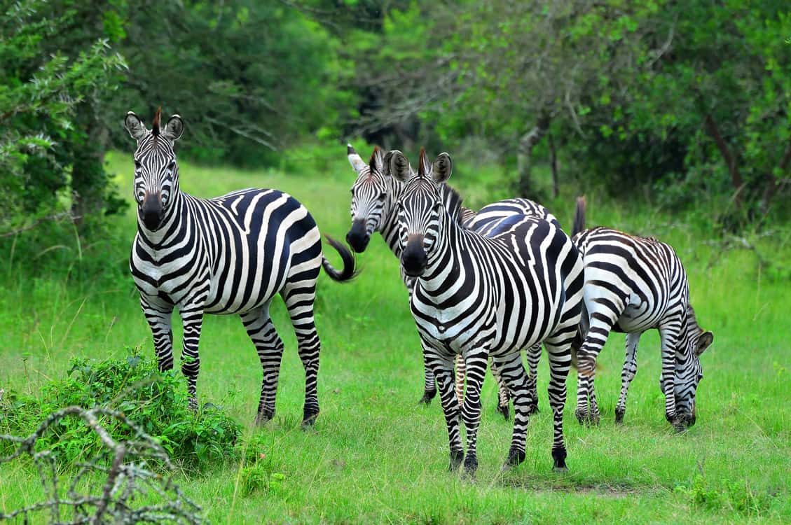 Mburo 10