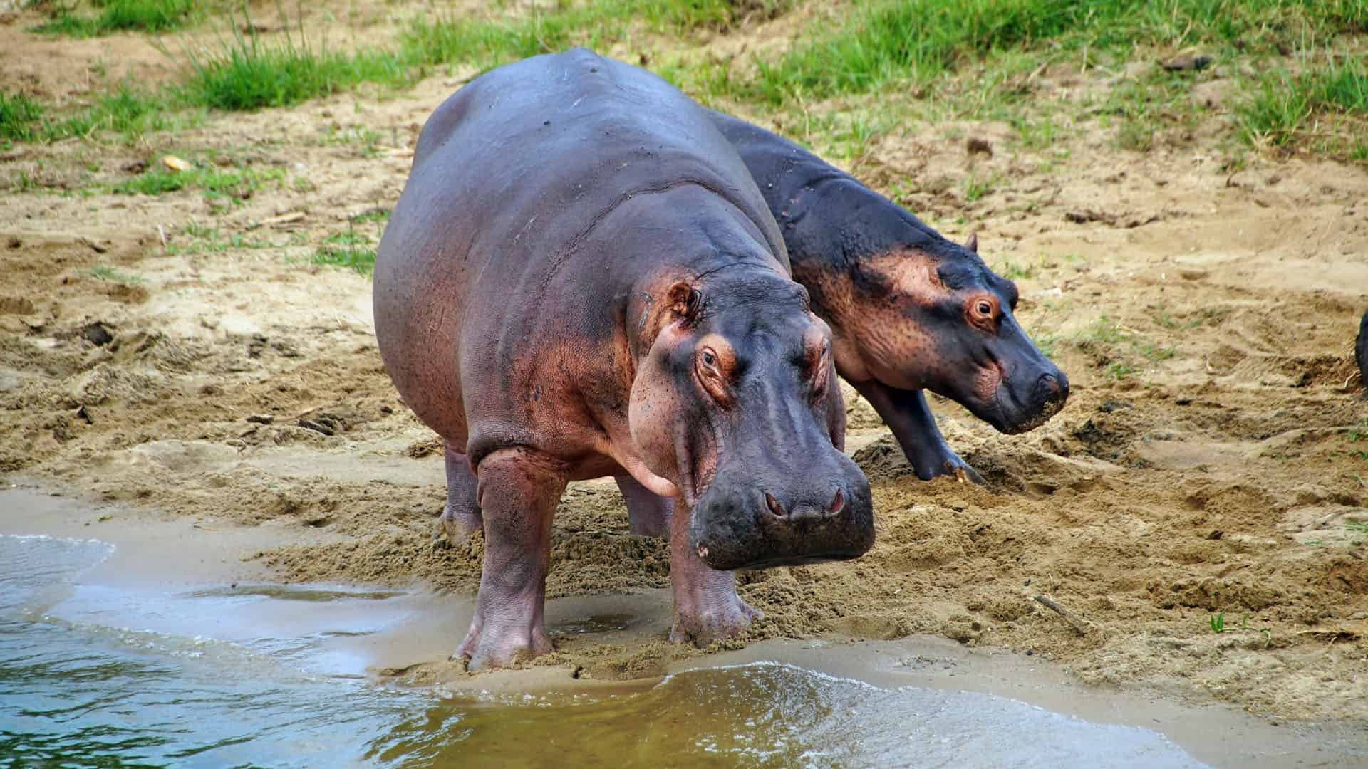 Mburo 11