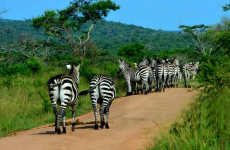 4-Day Best of Lake Mburo National Park