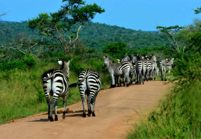 4-Day Best of Lake Mburo National Park