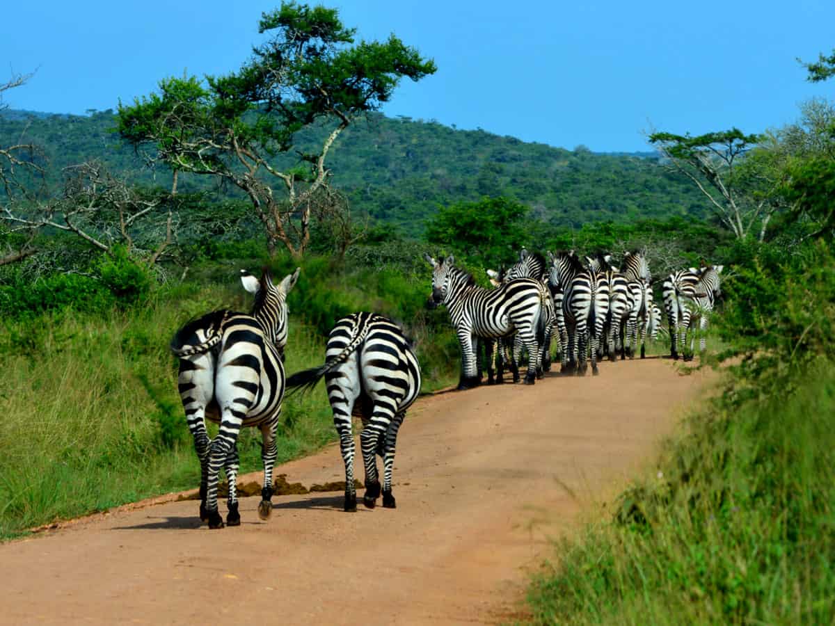 Mburo 12