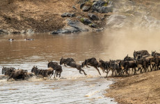 Serengeti Wildebeest  Migration Crossing Mara River | 8 Days